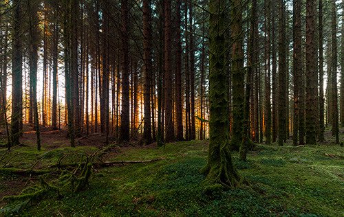 Ut i Skogen